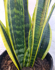 Sansevieria Trifasciata Laurentii - 15cm Pot Folia House