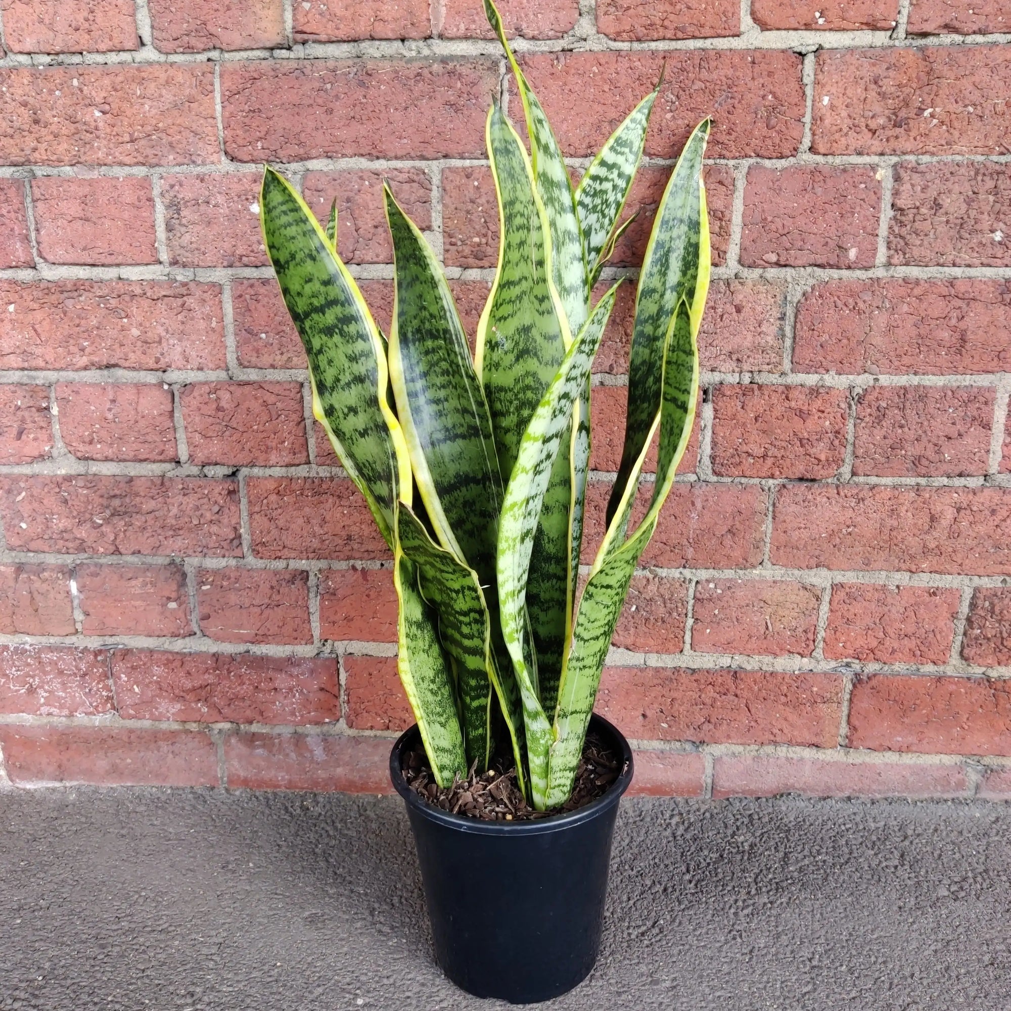 Sansevieria Trifasciata Laurentii - 17cm Pot Folia House