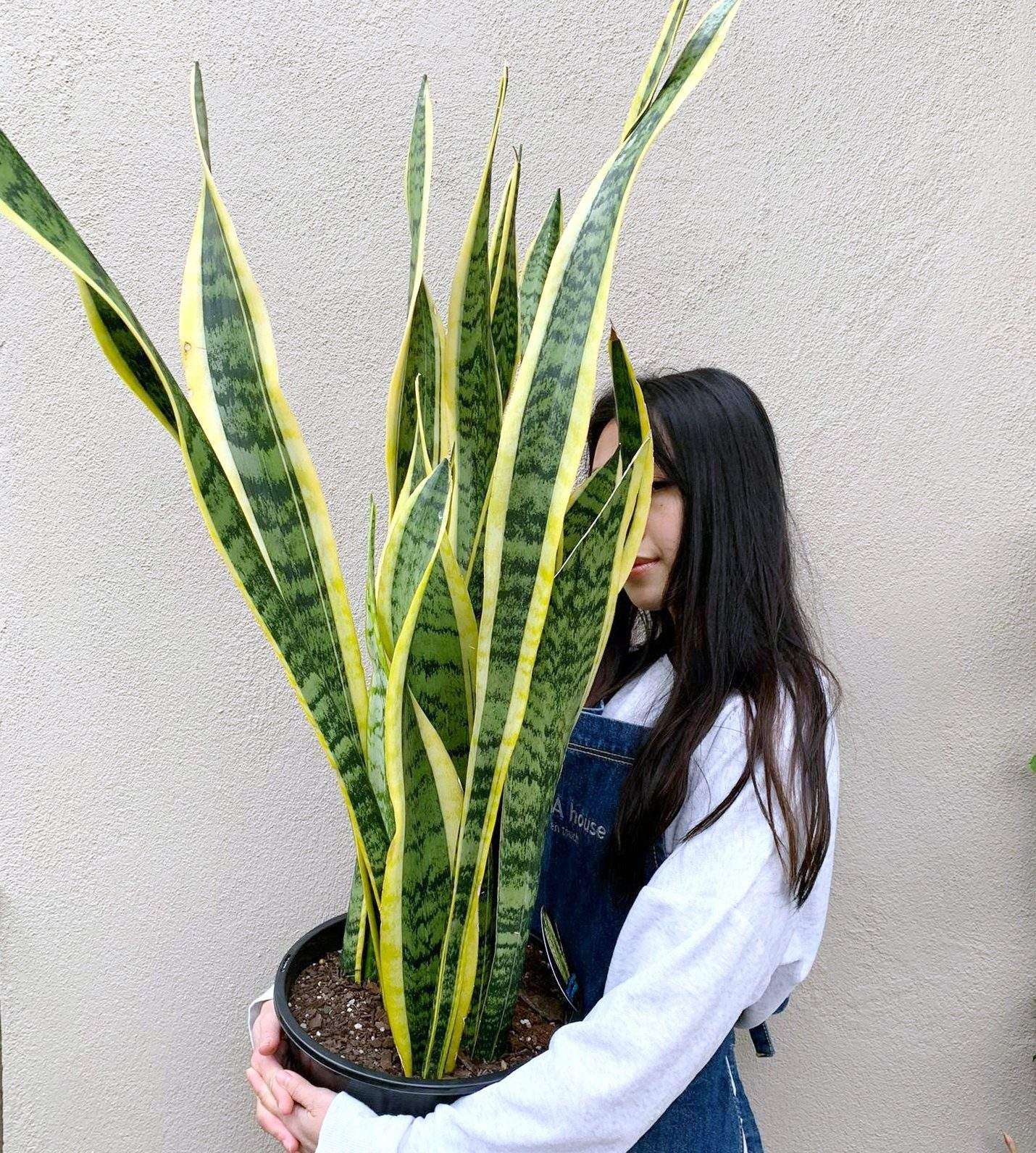 Sansevieria Trifasciata Laurentii Folia House