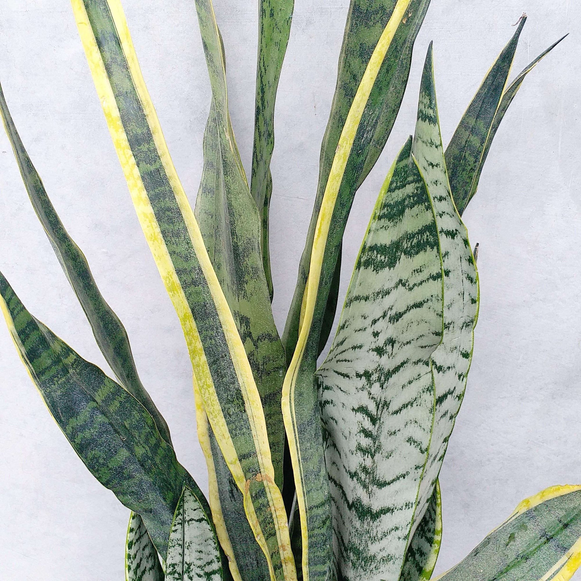 Sansevieria Trifasciata Laurentii Folia House