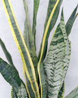 Sansevieria Trifasciata Laurentii Folia House