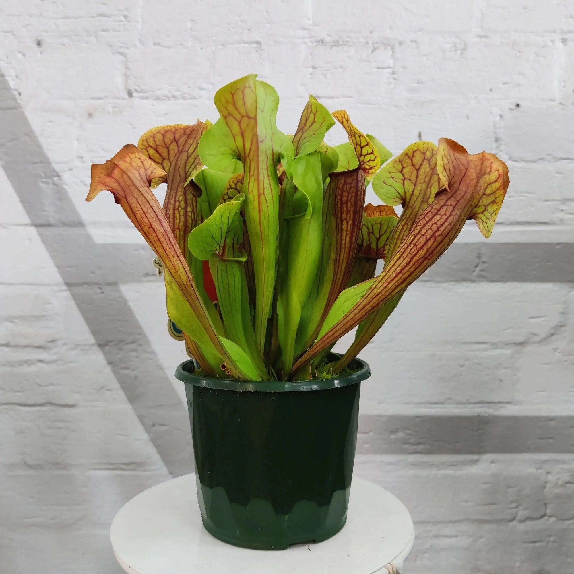 Sarracenia - 10cm pot Folia House