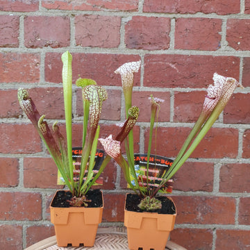 Sarracenia and Sundew pot - 10cm pot Folia House
