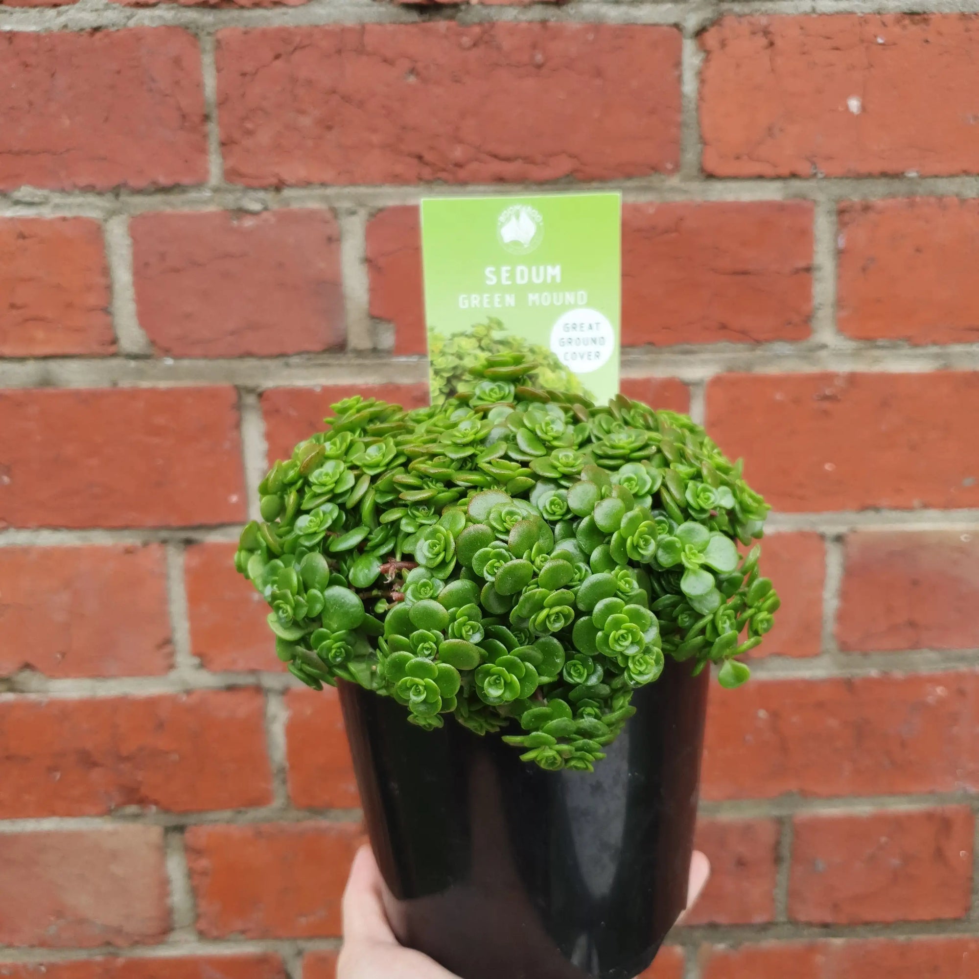 Sedum Green Mound - 14cm pot Folia House