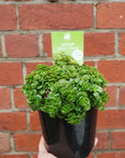 Sedum Green Mound - 14cm pot Folia House