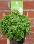 Sedum Green Mound - 14cm pot Folia House