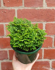 Selaginella Martensii 13cm pot Folia House