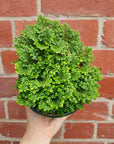 Selaginella Martensii 13cm pot Folia House