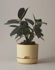 Self-watering Plant Pot Buff Folia House