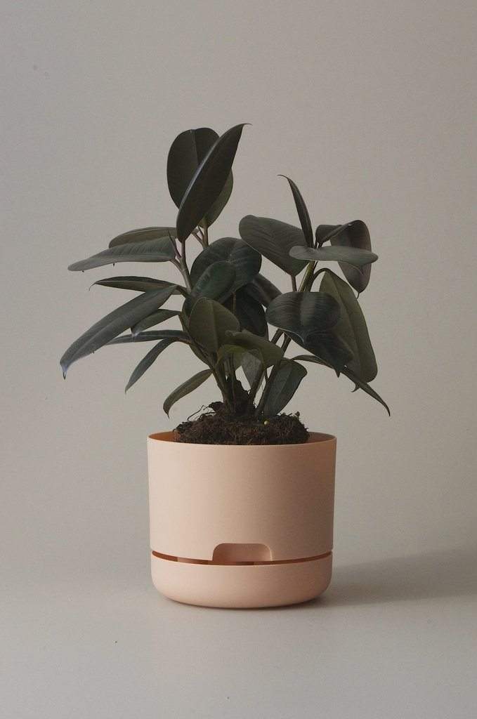 Self-watering Plant Pot Pale Apricot Folia House