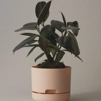 Self-watering Plant Pot Pale Apricot Folia House