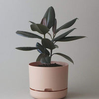 Self-watering Plant Pot Pale Apricot Folia House