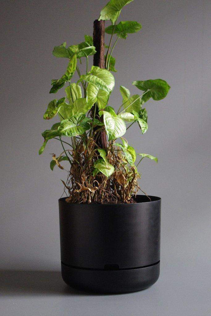 Self-watering Plant Pot Recycled Black Folia House