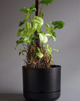 Self-watering Plant Pot Recycled Black Folia House