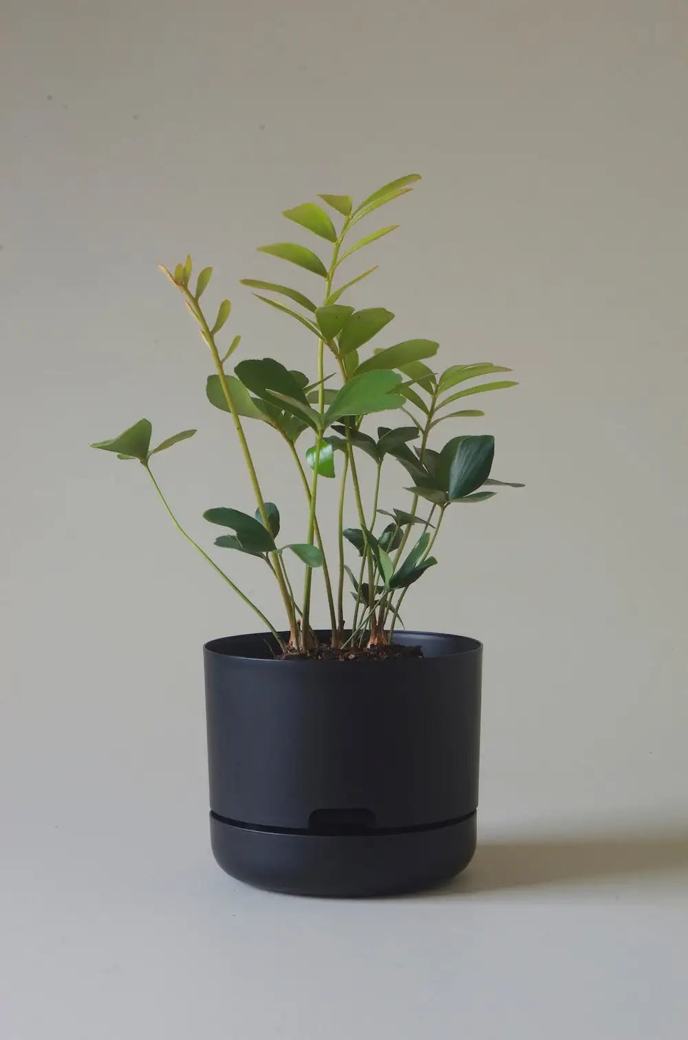 Self-watering Plant Pot Recycled Black Folia House