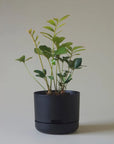 Self-watering Plant Pot Recycled Black Folia House