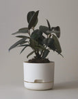 Self-watering Plant Pot White Linen Folia House