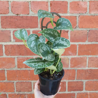 Silver satin pothos (Scindapsus Pictus) - 13cm Pot Folia House