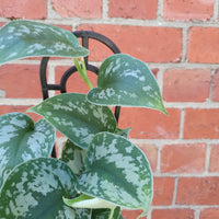 Silver satin pothos (Scindapsus Pictus) - 13cm Pot Folia House