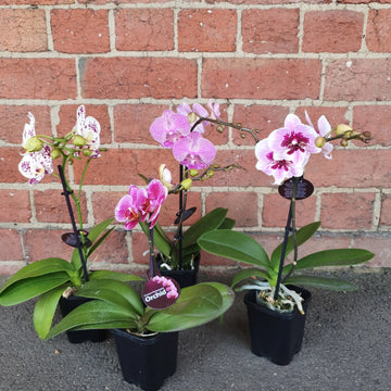 Small Phalaenopsis Orchid Pink - Single stem - 10cm pot Folia House