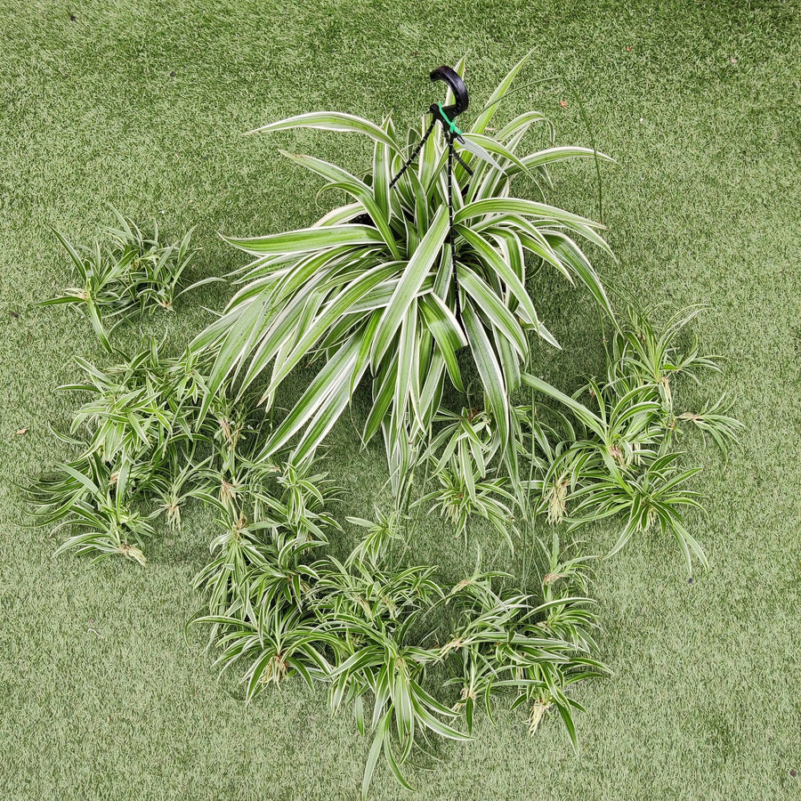 Spider Plant (Chlorophytum comosum Ocean) - 25cmHB Folia House