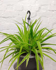 Spider Plant (Chlorophytum comosum) - 27cmHB Folia House