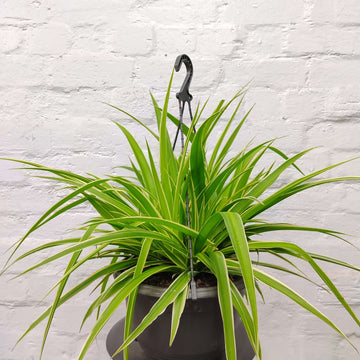 Spider Plant (Chlorophytum comosum) - 27cmHB Folia House