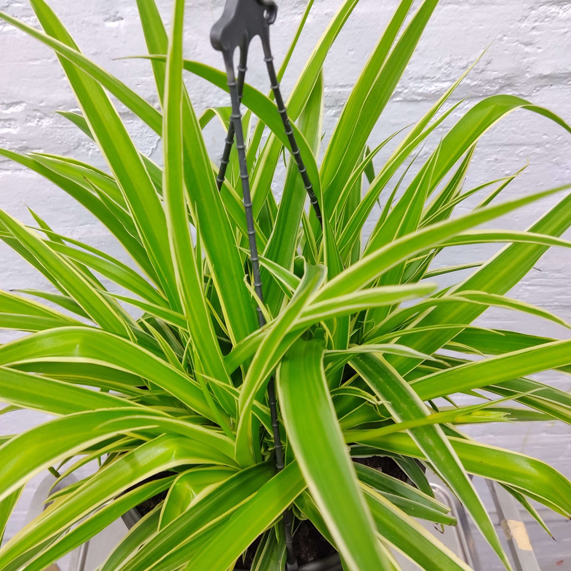 Spider Plant (Chlorophytum comosum) - 27cmHB Folia House
