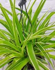 Spider Plant (Chlorophytum comosum) - 27cmHB Folia House