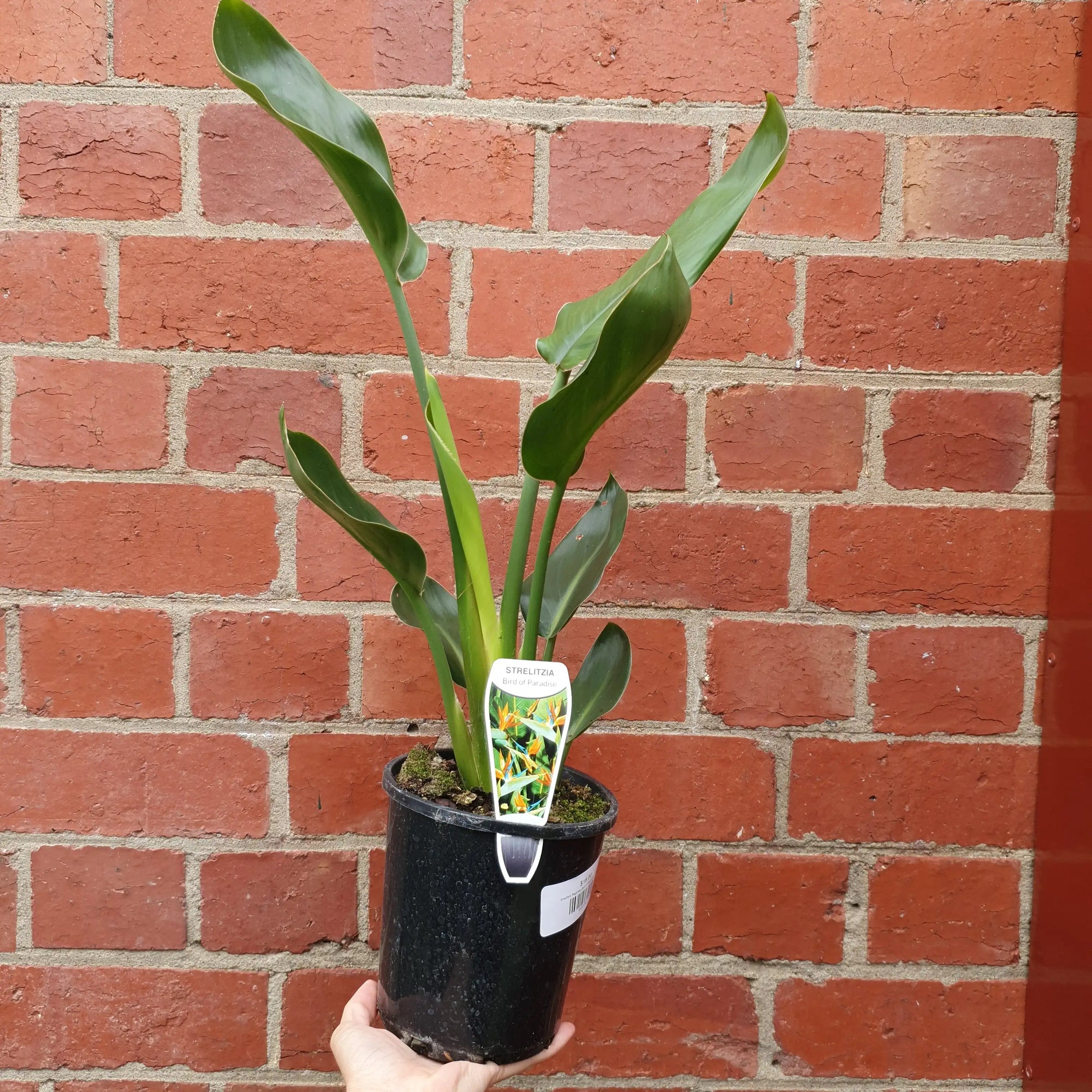 Strelitzia Reginae (Bird of Paradise) - 14cm Pot Folia House