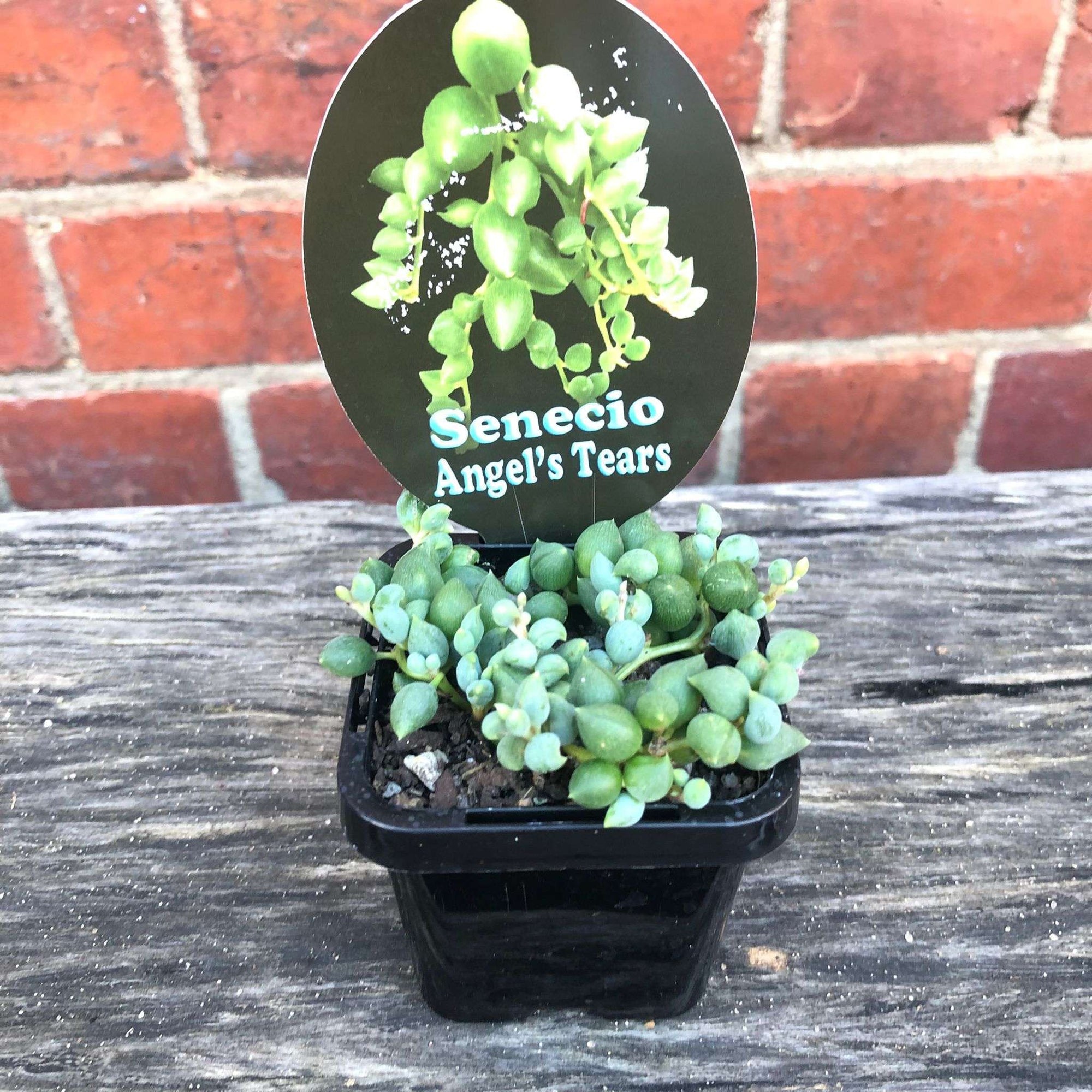 String of Tears Folia House