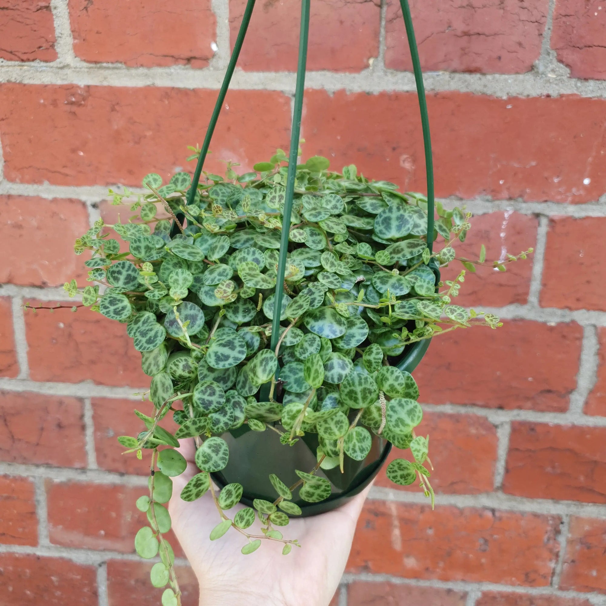 String of Turtles (Peperomia Prostrata) - 13cmHB Folia House