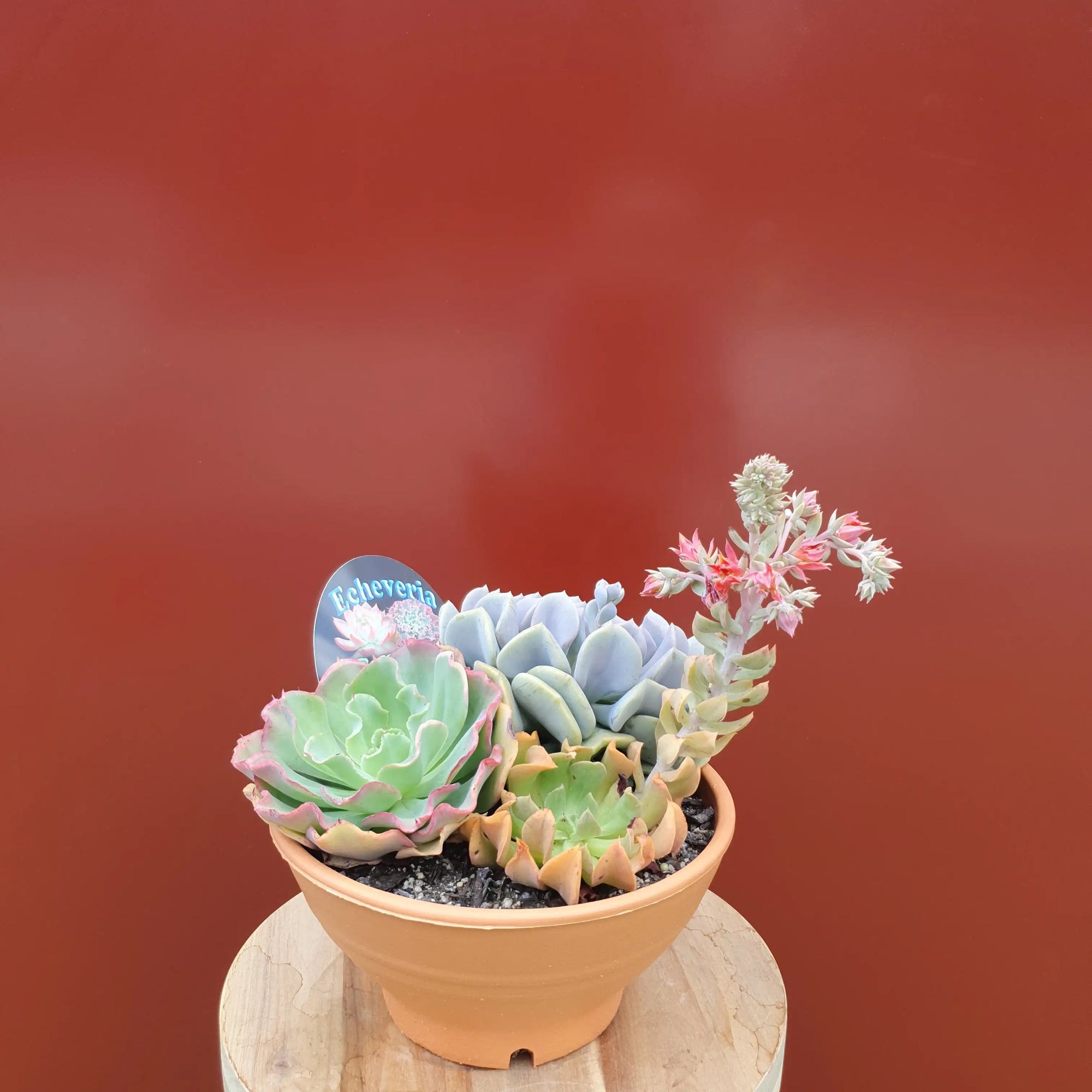 Succulent Bowl Replicotta - 20cm bowl Folia House