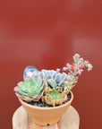 Succulent Bowl Replicotta - 20cm bowl Folia House