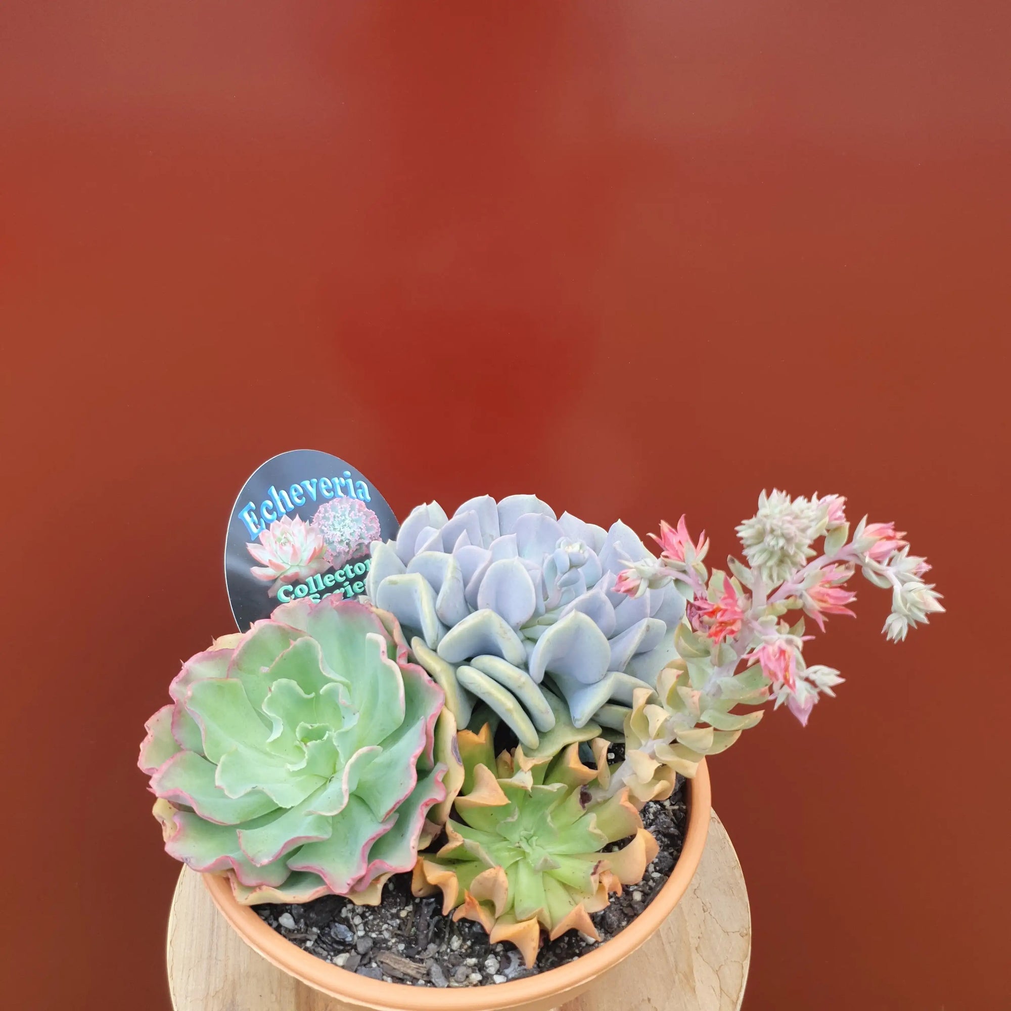 Succulent Bowl Replicotta - 20cm bowl Folia House