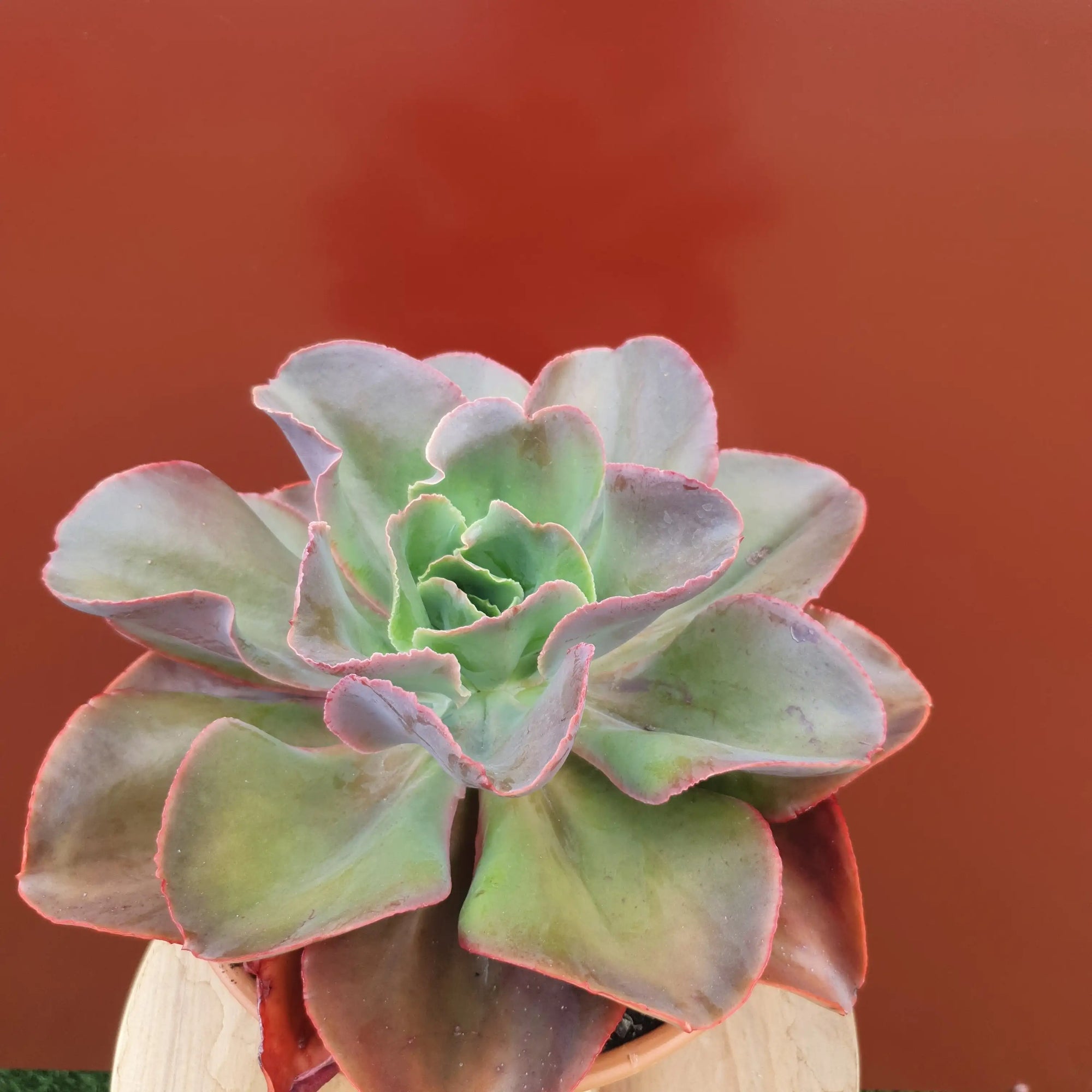 Succulent Bowl Replicotta - 20cm bowl Folia House