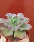 Succulent Bowl Replicotta - 20cm bowl Folia House