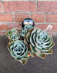 Succulent Bowl Replicotta - 20cm bowl Folia House