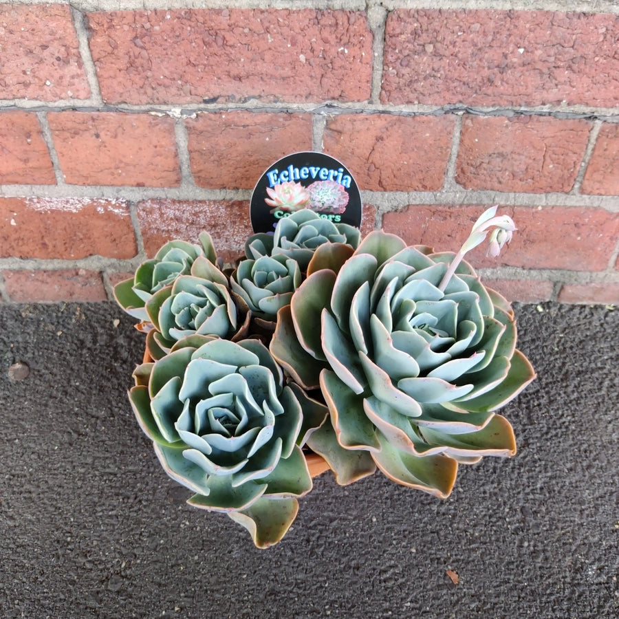 Succulent Bowl Replicotta - 20cm bowl Folia House
