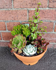 Succulent Bowl Replicotta - 20cm bowl Folia House