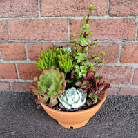Succulent Bowl Replicotta - 20cm bowl Folia House