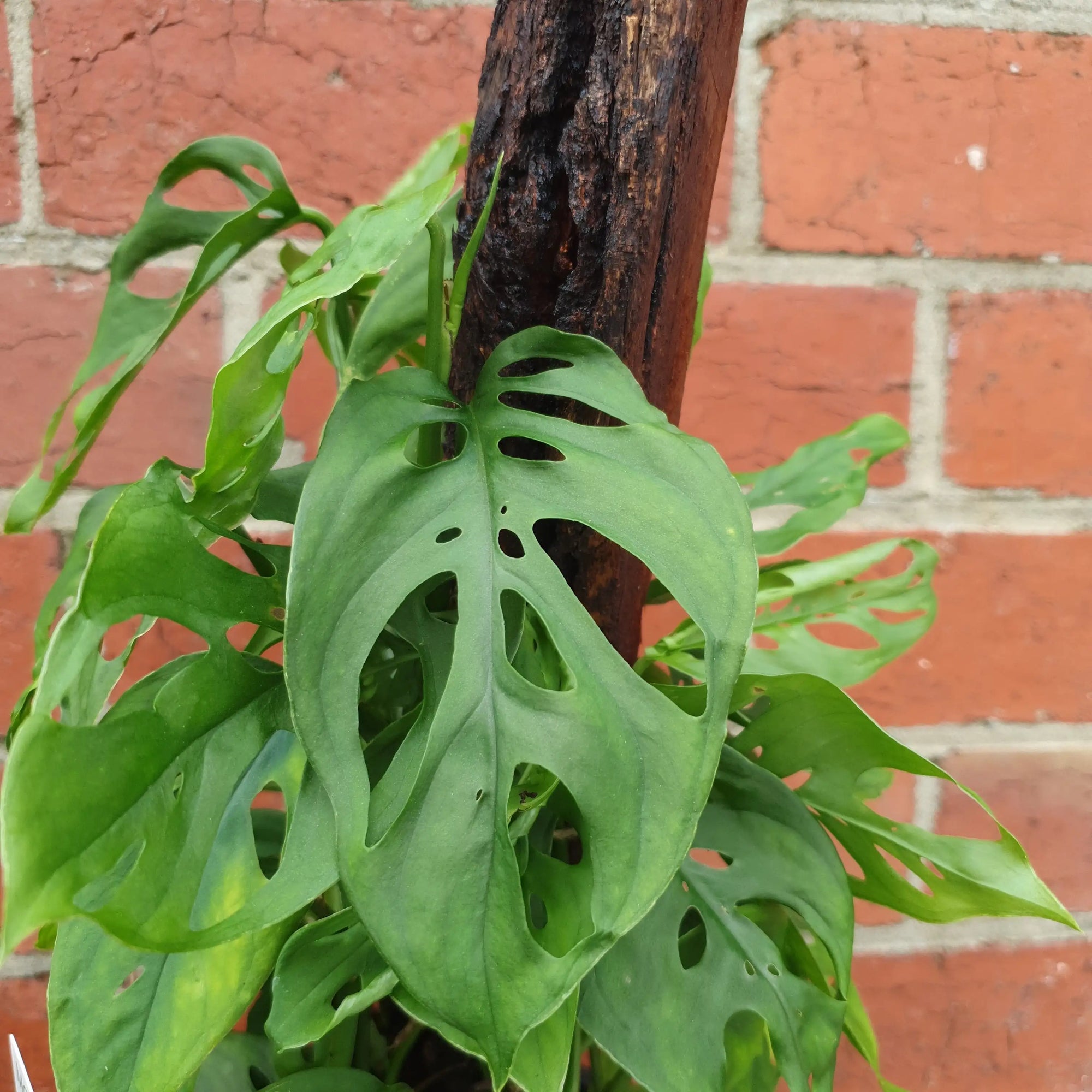 Swiss Cheese (Monstera Adansonii) - 20cm Pot Folia House