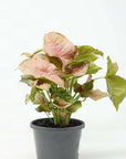 Syngonium Neon - 13cm Pot Folia House