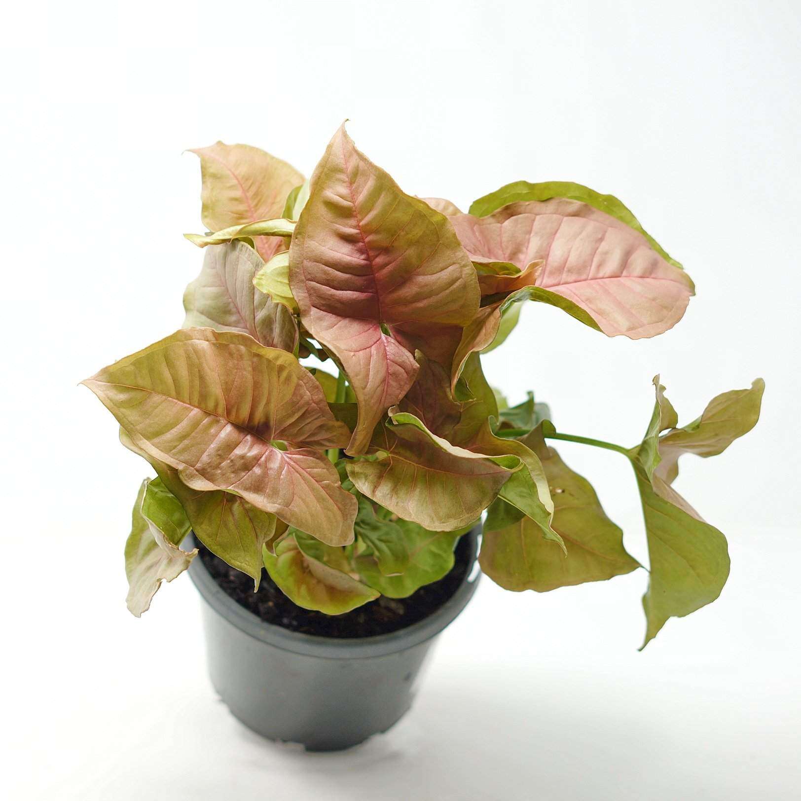 Syngonium Neon - 13cm Pot Folia House