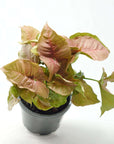 Syngonium Neon - 13cm Pot Folia House