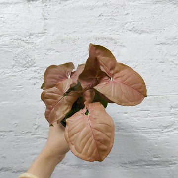 Syngonium Podophyllum Neon Totem - 10cm Pot Folia House