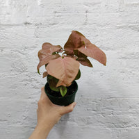 Syngonium Podophyllum Neon Totem - 10cm Pot Folia House