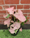 Syngonium Podophyllum Neon Totem - 20cm Pot Folia House