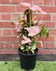 Syngonium Podophyllum Neon Totem - 20cm Pot Folia House