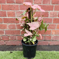 Syngonium Podophyllum Neon Totem - 20cm Pot Folia House